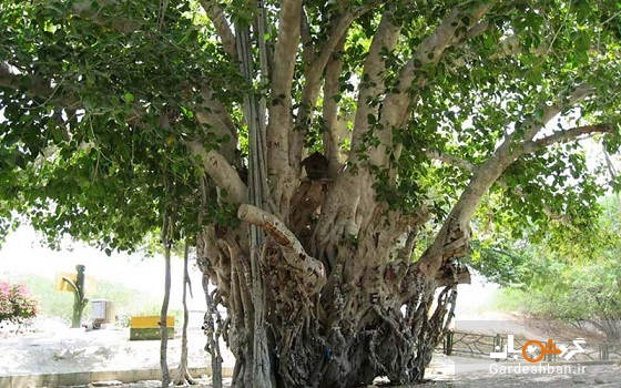 درخت کهنسال، از جاذبه های زیبای کیش/عکس
