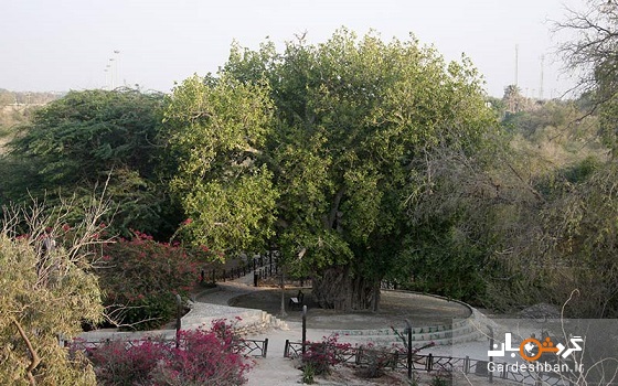 درخت کهنسال، از جاذبه های زیبای کیش/عکس