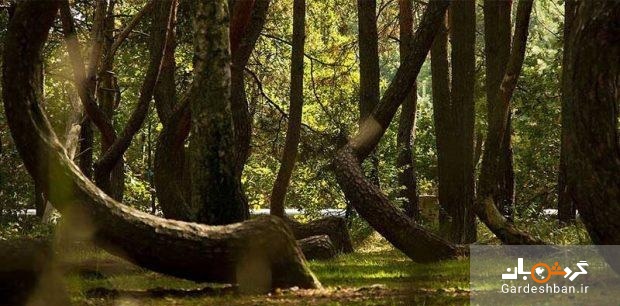 معروف ترین جنگل لهستان با درختانی کج+عکس