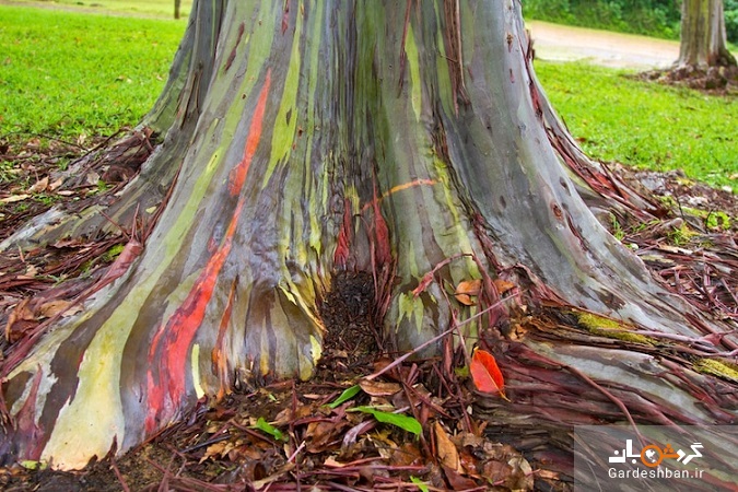 درخت رنگین کمان را دیده‌اید؟/ درخت آدامسی می تواند ۷۵ متر رشد کند + تصاویر