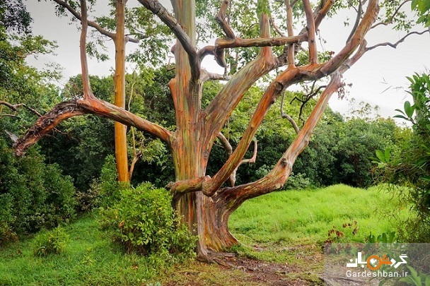 درخت رنگین کمان را دیده‌اید؟/ درخت آدامسی می تواند ۷۵ متر رشد کند + تصاویر