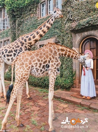 هتل زرافه مانور کنیا؛تجربه زندگی و فذاخوردن با زرافه ها+تصاویر
