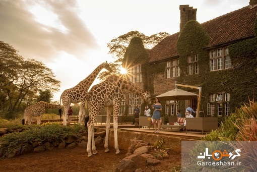 هتل زرافه مانور کنیا؛تجربه زندگی و فذاخوردن با زرافه ها+تصاویر