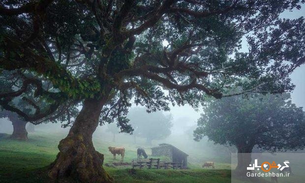 درختان 500 ساله در جنگل جزیره مادیرا + عکس