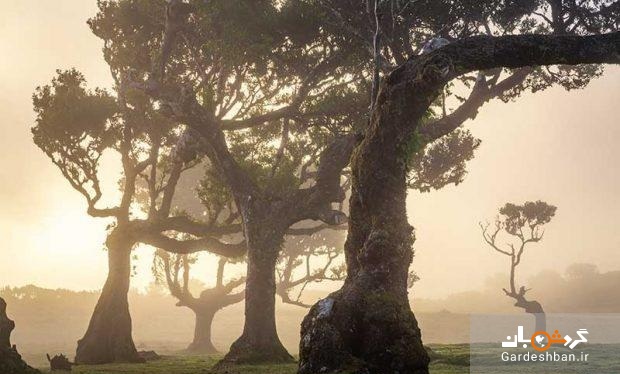 درختان 500 ساله در جنگل جزیره مادیرا + عکس