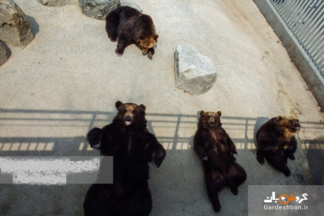گشت و گذاری متفاوت در پارک خرس ها+تصاویر