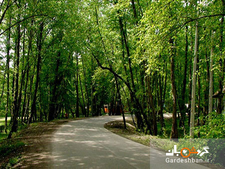 پارک جنگلی کشپل؛طبیعتی توریستی در مازندران/عکس