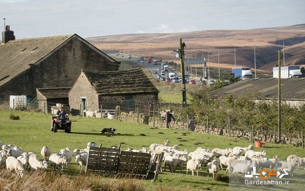 مزرعه‌ای جالب در کنار یکی از بزرگترین بزرگراه‌های انگلیس/عکس