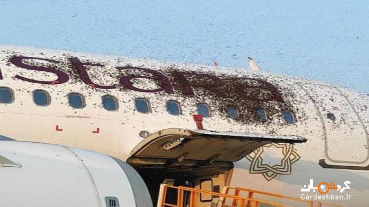 حمله زنبورها به هواپیمای مسافربری هند/عکس