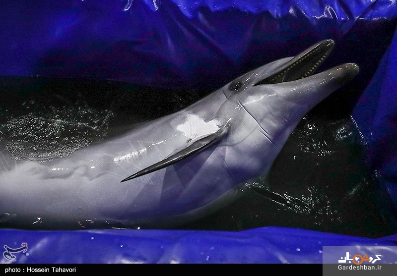 انتقال تنها دلفین برج میلاد به کیش +تصاویر