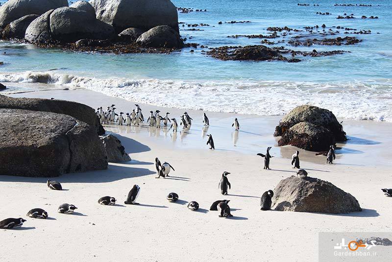 ساحل بولدرز؛ تنها سکونتگاه ساحلی پنگوئن‌ های آفریقایی/عکس