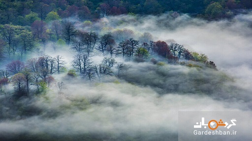 جادوی ابر‌های مواج در ارتفاعات منطقه جنگلی توسکستان/عکس