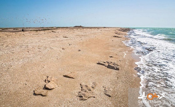 جزیره شیخ کرامه؛جزیره خالی از سکنه در سواحل بوشهر/عکس
