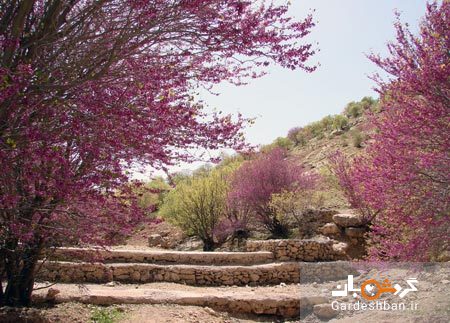 دره ارغوان ایلام؛ منطقه ای مملو از شکوفه‌های ارغوانی/عکس