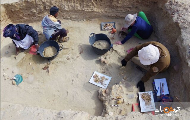 کشف قدیمی‌ترین گورستان حیوانات خانگی در مصر