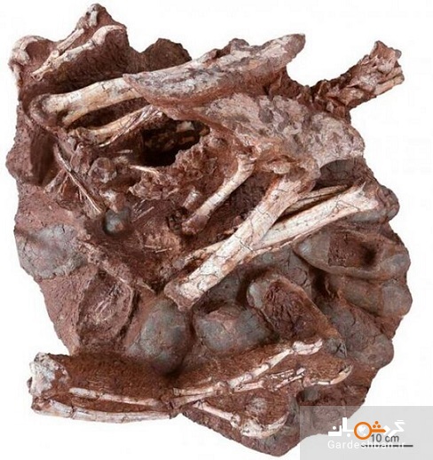 بقایای یک دایناسور و تخم‌های فسیلی کشف شد