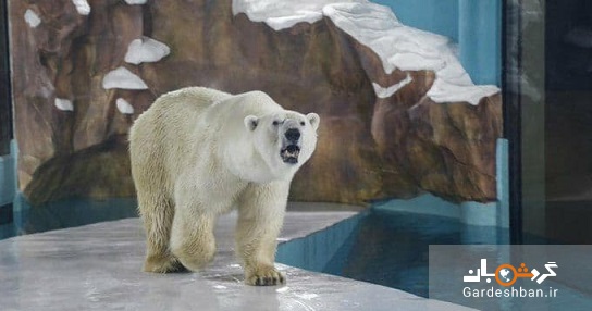 افتتاح یک هتل در چین با نمایش دو خرس قطبی جنجالی شد+عکس