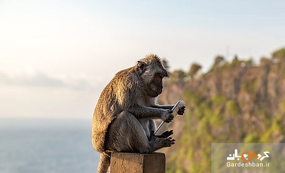 باج گیری عجیب میمون ها از گردشگران در جزیره بالی اندونزی/عکس
