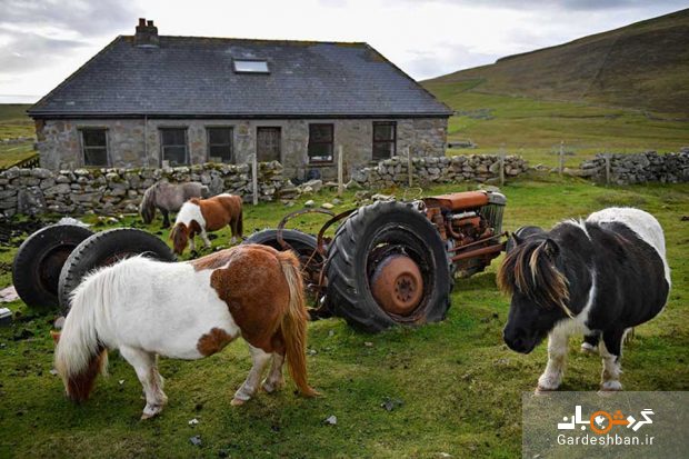 جزیره ای بکر در اسکاتلند که بیشتر ساکنان آن اسب‌ های مینیاتوری است/عکس