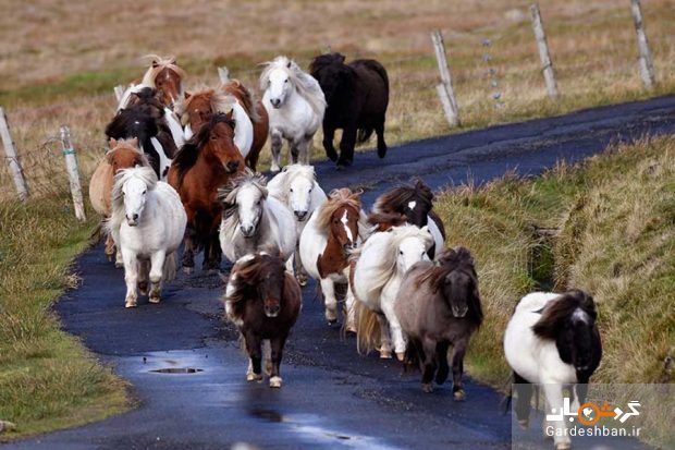 جزیره ای بکر در اسکاتلند که بیشتر ساکنان آن اسب‌ های مینیاتوری است/عکس