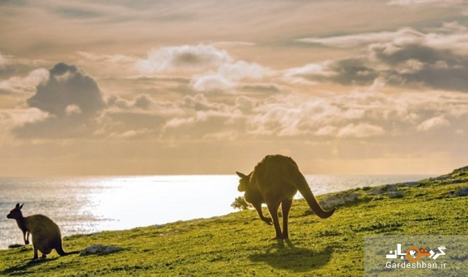 جزیره دیدنی و هیجان انگیز کانگورو در استرالیا+تصاویر
