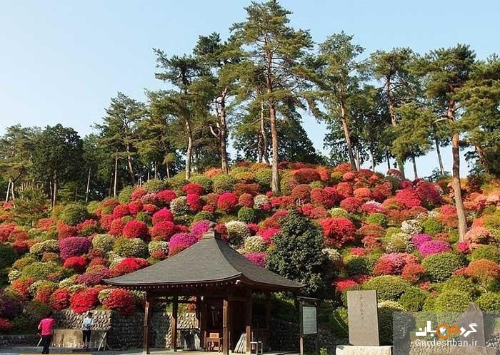 «شیفونه کانن جی»؛ معبد هزار و ۳۰۰ ساله ژاپن/عکس