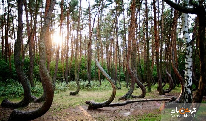 اسرار آمیز ترین جنگل‌ها در کدام کشورهاست؟+عکس