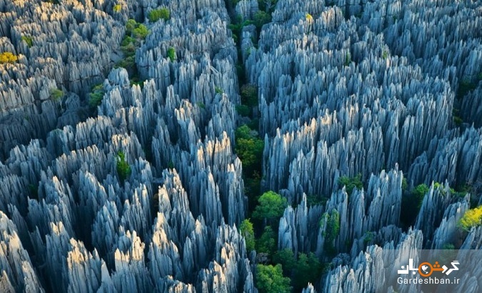 اسرار آمیز ترین جنگل‌ها در کدام کشورهاست؟+عکس