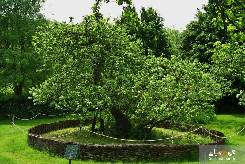 درخت سیب نیوتن در لینکلن شایر انگلیس/تصاویر