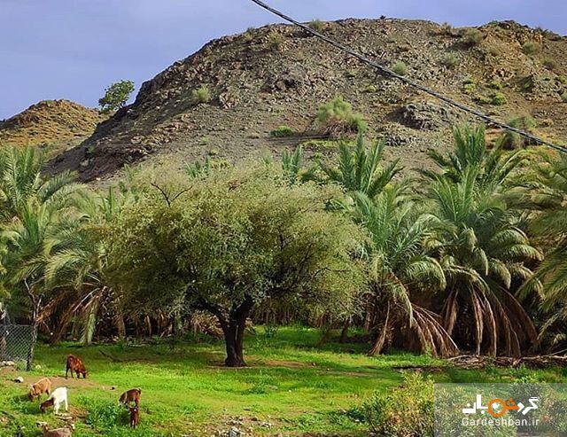 روستای کوهشاه ریگان؛ نگین گردشگری در دل کویر/عکس