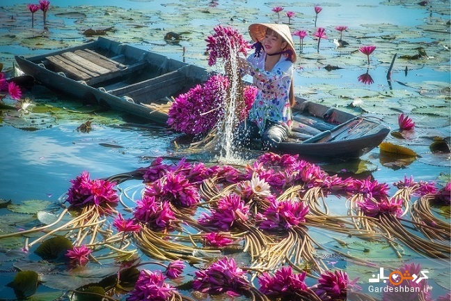 زنبق های آبی ویتنام/ تماشای گل ارواح را از دست ندهید + تصاویر