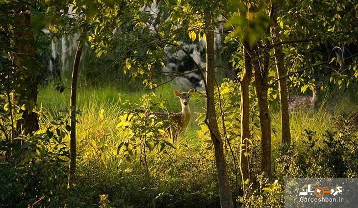 جنگل های سوندرابانس از شگفت انگیزترین جنگل های حرا در بنگلادش
