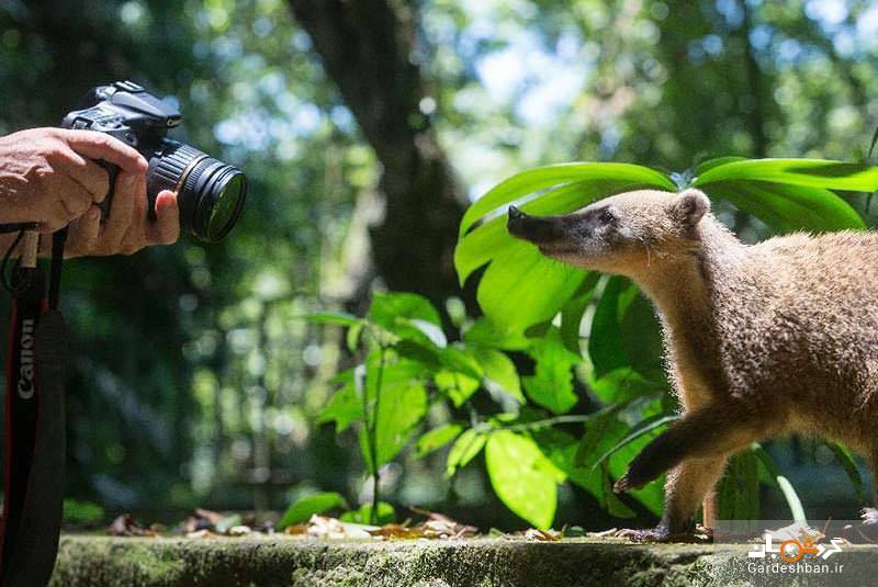 پارک ملی تیجوکا برزیل؛بزرگترین منطقه جنگلی - مسکونی دنیا/عکس