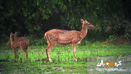 پارک ملی یالا، مکانی برای دیدن حیات وحش در سریلانکا/تصاویر