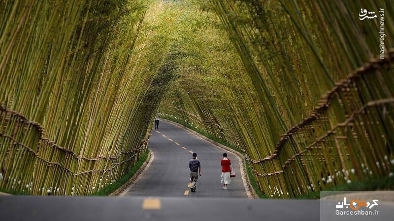 جاده ای زیبا و عجیب پوشیده شده از بامبو+عکس