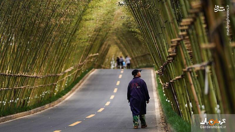 جاده ای زیبا و عجیب پوشیده شده از بامبو+عکس