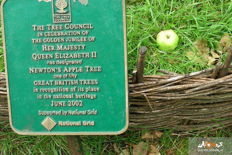 درخت سیب نیوتن در لینکلن شایر انگلیس/عکس