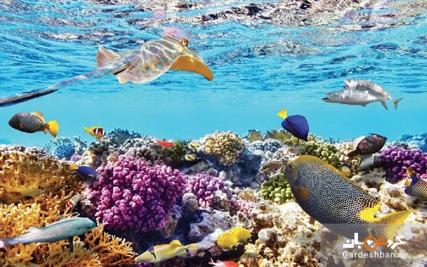 معرفی آکواریوم جهان زیر آب پاتایا در تایلند+عکس