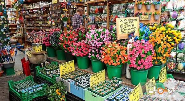 بازار گل زیبا و جذاب بلومن آمستردام+عکس