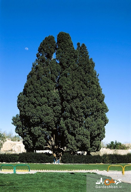 درخت سرو ابرکوه؛جاذبه چهارهزار و پانصد ساله یزد/عکس