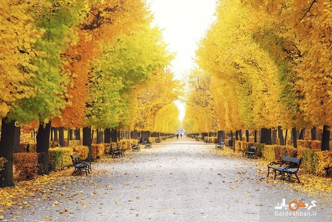فصل پاییز به روایت برگ‌های سرخ و زردی که چشم‌ها را مسحور می‌کند + تصاویر