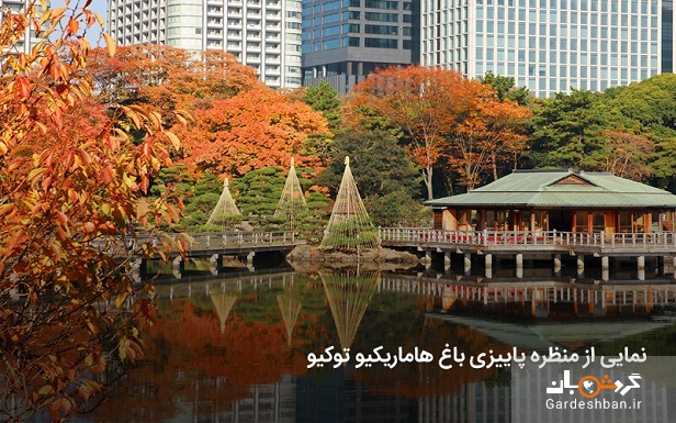 باغ هاماریکیو توکیو ؛مقصد محبوب توریست ها/عکس