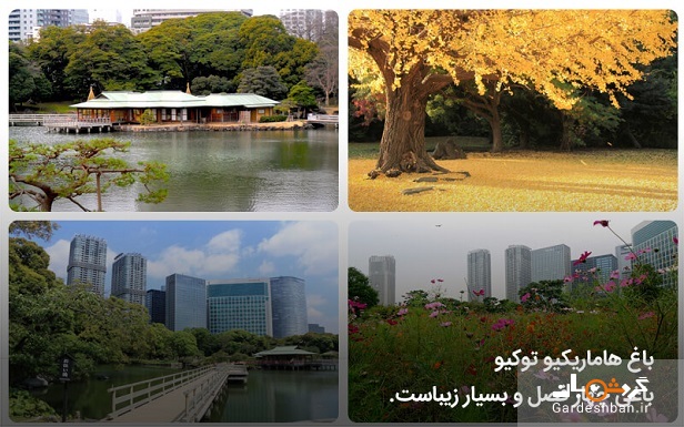 باغ هاماریکیو توکیو ؛مقصد محبوب توریست ها/عکس