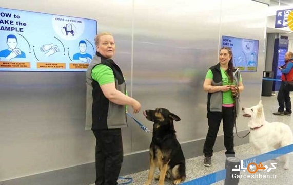 استفاده از سگ‌های کرونایاب در فرودگاه هلسینکی + عکس