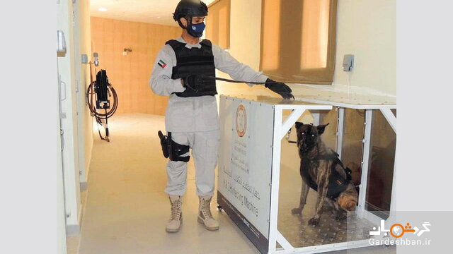 سگ‌های کرونایاب در فرودگاه ابوظبی +عکس