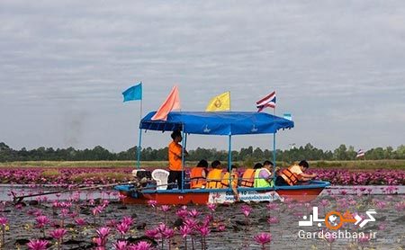 دریاچه نیلوفر قرمز در تایلند + تصاویر