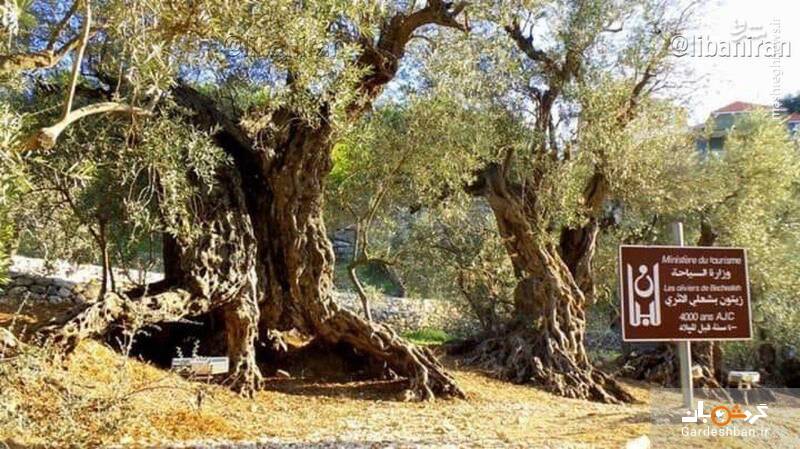 قدیمی‌ترین درخت زیتون به قدمت شش هزار سال در لبنان