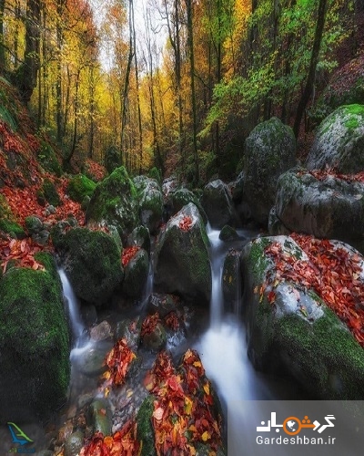 جنگل راش؛ ارزشمندترین جاذبه طبیعی ایران در مازندران/تصاویر