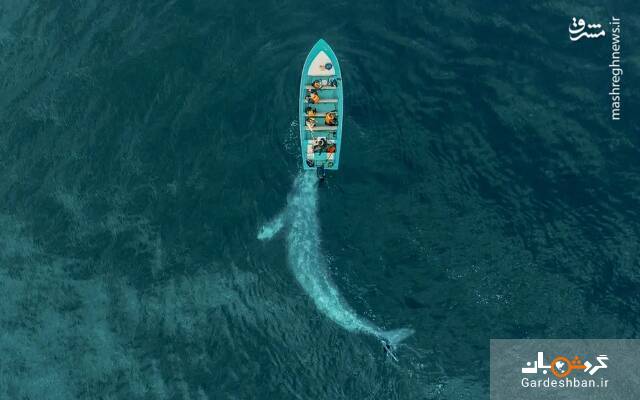 نهنگ در یک قدمی قایق گردشگری+عکس