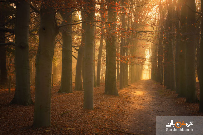 مناظر جادویی جنگل های هلند+عکس